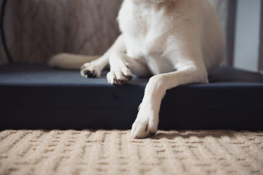 Lapensee Dog Bed-0005 (2)