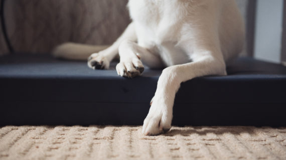 Pet Mattress